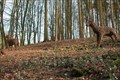 Image for Deer Sculptures - Rode Hall, Scholar Green, Cheshire,UK.