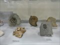 Image for Fossil Display at Centennial Centre for Interdisciplinary Science - Edmonton, Alberta