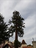 Image for Le séquoia géant de Bourdeilles, France