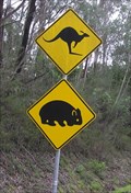 Image for Kangaroos and Wombats Crossing. Monaro Highway. Vic. Australia.