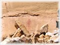 Image for Lone Warrior Rock Art