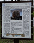 Image for Hedgehogs in the Promenada Park - Warsaw, Poland