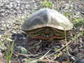 Image for Turtle Crossing - Hill County, TX