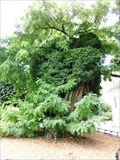 Image for OLDEST -- Tree in Paris - Paris, France