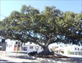 Image for Proclamation Tree - Fremantle , Western Australia
