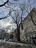 Image for The Hangman's Elm - New York, NY