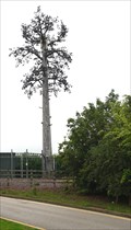 Image for Cell tower disguised as a Pine Tree.