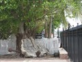 Image for Tree Anchor - Key West, FL