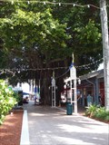 Image for Bayside Banyan Tree - Miami, FL