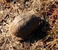 Image for Box Turtle Crossing - southeast of Stillwater, Oklahoma