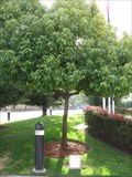 Image for 9/11 Tree - Milpitas, CA
