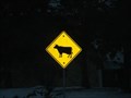 Image for Watch out for the cows