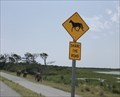 Image for Assateague Ponies - Berlin, MD