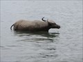 Image for Water Buffalo in the Water—Sihanoukville, Cambodia.