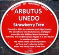 Image for Arbutus Unedo - Forest Road, London, UK