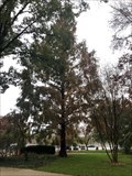 Image for Christa McAuliffe Memorial Tree - Washington, D.C.