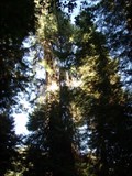Image for LARGEST - Port Orford Cedar Tree in the World  -  Powers, OR