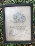 Image for Devil's Walking Stick - Rock Hall, Maryland