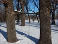 Image for Pipe-eating Oak Tree in Father Padilla Memorial Park - Herington, KS