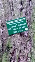 Image for mammutbaum - Kleve, Germany