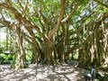 Image for Banyan Tree - Cypress Gardens, FL. Lake Wales.