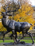 Image for The Stag in Lister Park – Bradford, UK