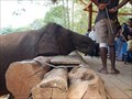 Image for Feed the elephants - Pinnawala Elephant Orphanage - Pinnawala, Sri Lanka