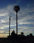 Image for El Paso, TX Palm Tree Tower