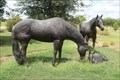 Image for Bartonville Horses - Bartonville, TX