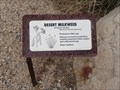 Image for Desert Milkweed, Desert Awareness Park - Cave Creek, Arizona