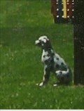 Image for Dalmatian - Middletown, MO