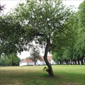 Image for Old Apple Tree - Nordborg, Denmark