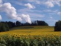 Image for Sunflower Fields - Camillus, New York