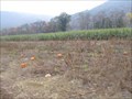 Image for Pick your own Pumpkin - Altoona, PA