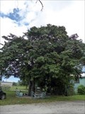 Image for Sand Box Tree - St. John's, Antigua