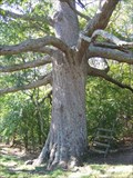 Image for Keffer Oak
