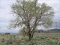 Image for Shoe Tree - Ravendale, CA