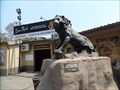 Image for African Lion  -  Johannesburg, South Africa