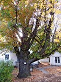 Image for OLDEST Oak Tree in Naramata, BC