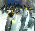 Image for Antarctic Ice Adventure and Scott Base, Kelly Tarlton's Sea Life Aquarium - Auckland, New Zealand