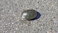 Image for Western Painted Turtle - Osoyoos, BC