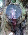 Image for The Bleeding Yew - Nevern, Pembrokeshire, Wales.