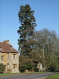 Image for Sequoiadendron giganteum - Adstone House, Northamptonshire, UK