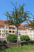 Image for Ida - Leipzig, Saxony, Germany