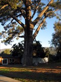 Image for Wardholme Torrey Pine, Carpinteria, CA