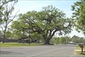 Image for The Blanchard Oak - Labadieville, LA