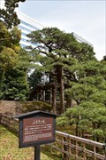 Image for Millennium Pine Tree - Hamarikyu Garden, Tokyo, JAPAN