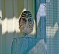 Image for Burrowing Owl Interpretive Centre - Moose Jaw, Saskatchewan