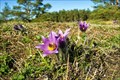 Image for Pasque flower - Kobylinec