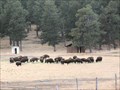 Image for Denver Bison Herd Overlook at Genesee - Golden, CO
